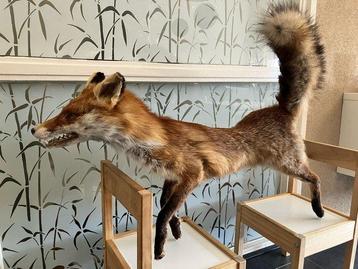 Renard roux Support de corps entier pour taxidermie - Red