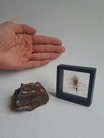 Mammouth laineux - Molaire fossile - MOLAR + HAIR