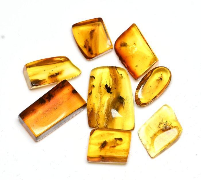 Baltisch amber - Groep van 8 stukken, allemaal met, Verzamelen, Mineralen en Fossielen