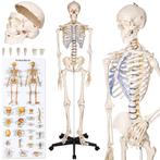 Anatomie model - Het menselijk skelet, 181cm - wit