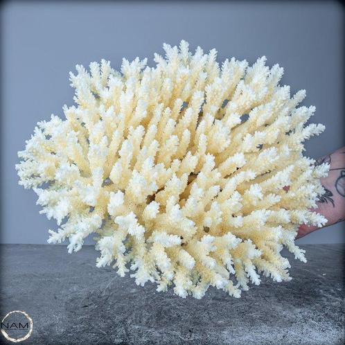 Natuurlijk wit tafelkoraal - Acropora latistella- 460.09 g, Verzamelen, Mineralen en Fossielen