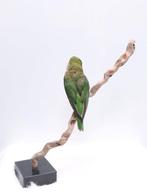 Purperkroonlori Taxidermie volledige montage - Parvipsitta, Verzamelen, Dierenverzamelingen, Nieuw
