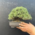 Rozemarijnbonsai - Hoogte (boom): 20 cm - Diepte (boom): 20