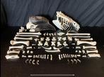 Zwartkapneushoornvogel - compleet skelet met Schedel -, Nieuw