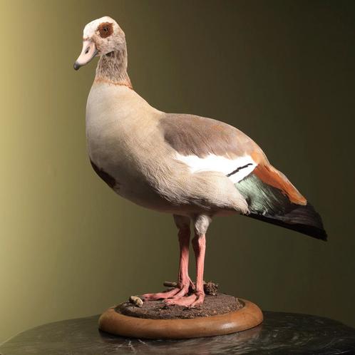 Nijlgans Taxidermie Opgezette Dieren By Max, Collections, Collections Animaux, Enlèvement ou Envoi