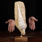 Campanile Giganteum Shell: de fossiele toren van het, Nieuw