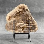 Magnifique tranche de bois pétrifié sur un support