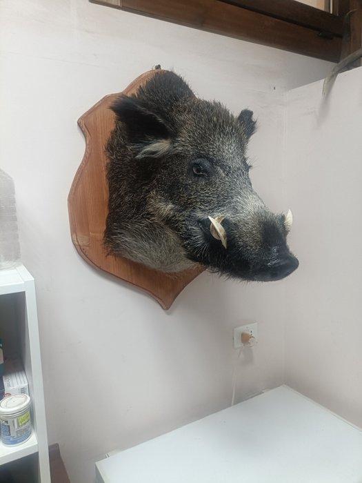 Wild zwijn Taxidermie wandmontage - Sua scofa - 70 cm - 40, Verzamelen, Dierenverzamelingen
