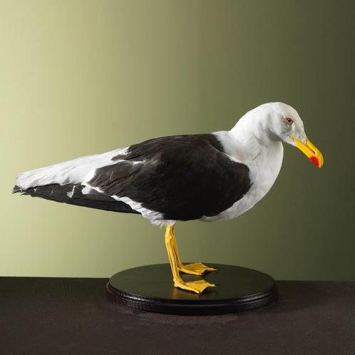Meeuw Taxidermie Opgezette Dieren By Max, Verzamelen, Dierenverzamelingen, Opgezet dier, Nieuw, Vogel, Ophalen of Verzenden