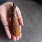 Dinosaurus - Fossiele tand - Spinosaurus aegyptiacus - 128, Verzamelen