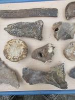 Rhinocéros laineux - Os fossilisé - Mammoet Primigenius +, Collections