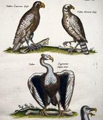 Matthäus Merian (1593-1650) - hand coloured folio: Birds of
