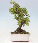 Malus bonsai (Malus sargentii) - Hoogte (boom): 30 cm -
