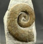 Fijne ongecoileerde ammoniet - op steen - zeldzame soort -, Verzamelen