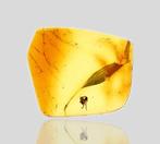 Ambre baltique - Aranéides détaillés : Aranéida (Araignée), Collections