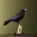 Kraai Taxidermie Opgezette Dieren By Max, Verzamelen, Dierenverzamelingen, Ophalen of Verzenden, Nieuw, Vogel, Opgezet dier