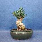 Jeneverbes bonsai (Juniperus) - Hoogte (boom): 14 cm -