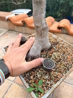 Japanse esdoorn Deshojo - Hoogte (boom): 70 cm - Diepte