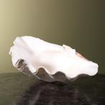 Doopvontschelp Taxidermie Opgezette Dieren By Max, Ophalen of Verzenden, Nieuw, Wild dier, Opgezet dier