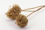 Dill Anethum 3pc L50.0 bundel droogbloemen, Nieuw
