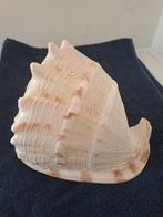 Tweekleppige Zeeschelp - cymbiola imperalis (Zonder