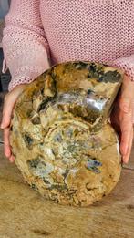 Nautilus - Fossiel skelet - Ammonite Cleoniceras - 5kg -