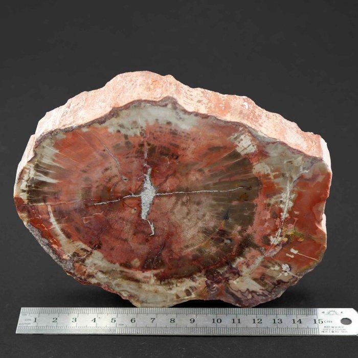 Versteend hout - Gefossiliseerd hout - 15.5 cm - 12.5 cm, Verzamelen, Mineralen en Fossielen