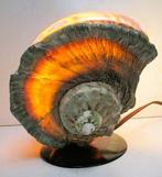 Tulbandschelp XXXXXL 1250 g Palourde - Turban Imperialis, Verzamelen, Mineralen en Fossielen