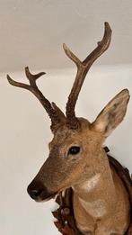 Chevreuil Support dépaule pour taxidermie - Capreolus