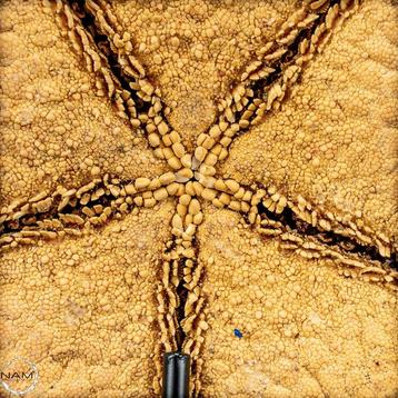 Mooie zeester Asterias Rubens op stand- 411.82 g