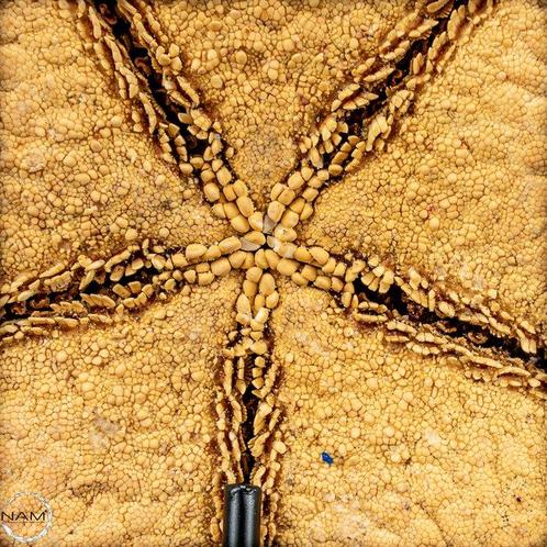 Mooie zeester Asterias Rubens op stand- 411.82 g, Verzamelen, Mineralen en Fossielen
