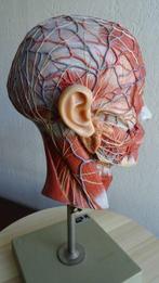 Anatomisch model - Plastic - 1980-1990 - Halfhoofdmodel van, Antiek en Kunst