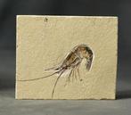 Prachtigste fossiele garnaal op steen - - Gefossiliseerd