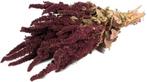Amaranthus natural Rood Kattenstaart, Nieuw