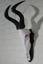 Hartebeest skull Schedel - Alcelaphus buselaphus - 37 cm -, Antiek en Kunst, Curiosa en Brocante