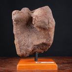 Exclusief fossielmonster - Wollige Mammoet - Fossiel dijbeen, Verzamelen, Mineralen en Fossielen