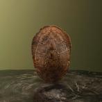 Schildpad Schild Taxidermie Opgezette Dieren By Max, Verzamelen, Ophalen of Verzenden, Nieuw, Reptiel of Amfibie, Opgezet dier