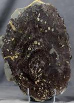 Teredo, ver marin, sur bois de palmier fossile - Très rare -, Collections, Minéraux & Fossiles