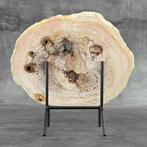 Magnifique tranche de bois pétrifié sur un support