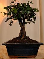 Chinese iep bonsai (Ulmus parviflora) - Hoogte (boom): 17 cm