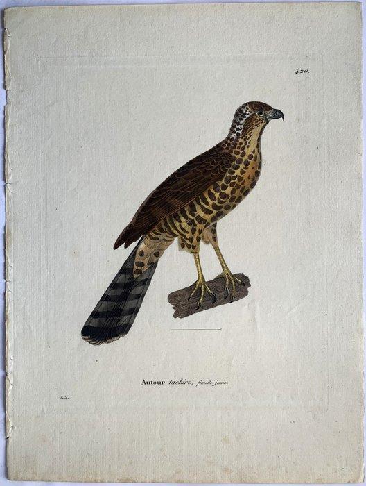 Nouveau Recueil de planches colorièes doiseaux pour servir, Antiquités & Art, Antiquités | Livres & Manuscrits