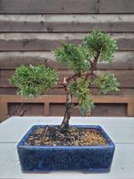 Jeneverbes bonsai (Juniperus) - Hoogte (boom): 24 cm -, Antiek en Kunst