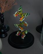 Vlinder Taxidermie volledige montage - Urania ripheus - 25, Nieuw
