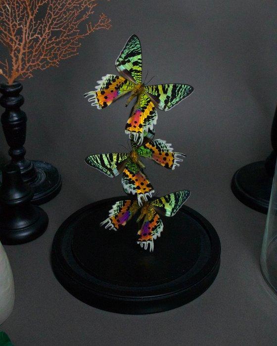 Vlinder Taxidermie volledige montage - Urania ripheus - 25, Verzamelen, Dierenverzamelingen