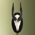 Bushbuck Schedel Taxidermie Opgezette Dieren By Max, Ophalen of Verzenden, Nieuw, Wild dier, Opgezet dier