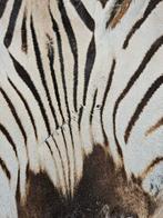 Zebra Taxidermie volledige montage - Equus quagga - 300 cm -, Verzamelen, Dierenverzamelingen, Nieuw