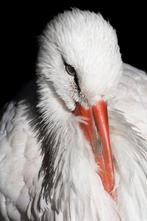 Marco Simoni -  Ciconia ciconia, Antiek en Kunst