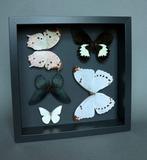 Vlinder Taxidermie volledige montage - Morpho luna / Papilio, Verzamelen, Nieuw