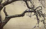 Jyuzu kake no Ume (Plum Tree & Blue Magpie) - Toshi