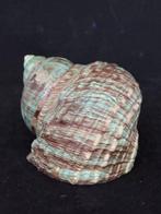 Escargot de mer Coquillage marin - S-88 TURBO CRASSUS (Sans, Collections